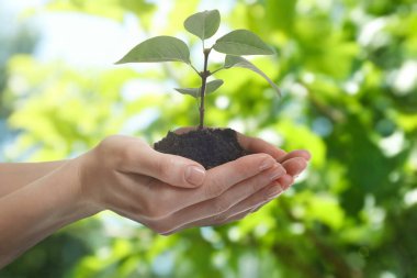 Yeşil filizli toprağı tutan kadın, yakın plan. Umut