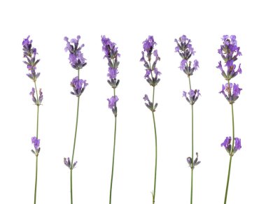 Beyaz, solgun kokulu lavanta çiçekleri.