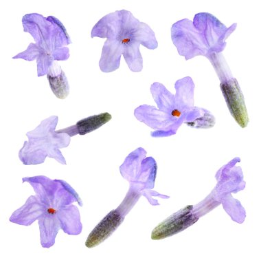 Lavanta çiçeği çiçekleri beyaz renkte izole edilmiş.