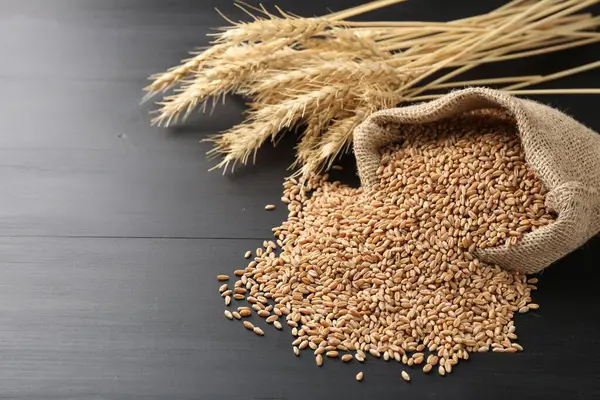 Çuval bezinde buğday taneleri ve siyah ahşap masada çiviler, yakın plan. Metin için boşluk