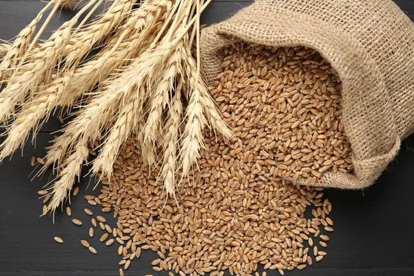 Çuval bezinde buğday taneleri ve siyah ahşap masada çivili kazıklar, düz uzanmış.