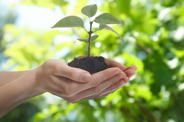 Женщина держит почву с зеленой капустой на улице, крупным планом. Надежда