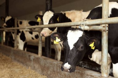 Süt çiftliğindeki ahırın içinde çitin yanındaki şirin inekler.