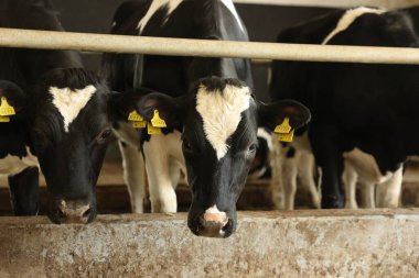 Süt çiftliğindeki ahırın içinde çitin yanındaki şirin inekler.