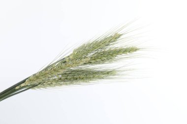 Beyaz arka planda birçok yeşil buğday çivisi