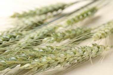 Bej arka planda birçok yeşil buğday sivri uçlu, yakın plan