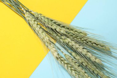 Arkaplanda yeşil buğday başakları, yakın plan