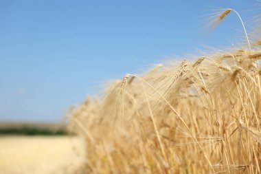 Mavi gökyüzünün altında tarlada yetişen altın buğday kulakları, yakın plan. Metin için boşluk