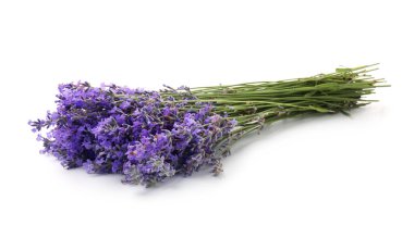 Beyaz bir demet güzel lavanta çiçeği