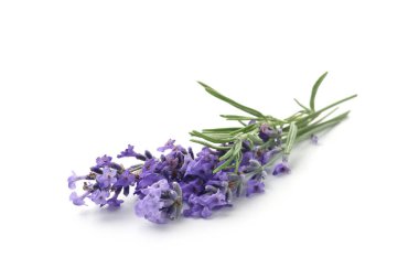 Güzel kokulu lavanta çiçekleri beyazda izole edilmiş.