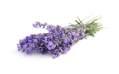 Güzel lavanta beyazı izole edilmiş. Güzel kokulu çiçekler.