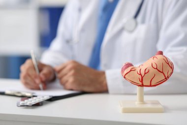 Klinikteki masada çalışan gastroenterolog, insan midesi modeline odaklanıyor.