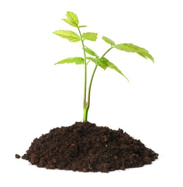 Genç bitki, beyazın üzerinde izole edilmiş toprak yığınının içinde büyüyor.