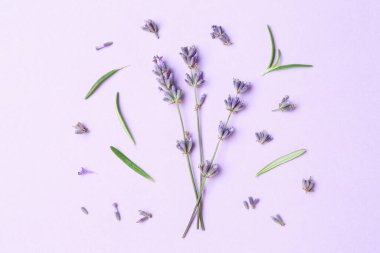 Güzel lavanta filizi ve yaprakları menekşe arka planda, düz yatıyordu