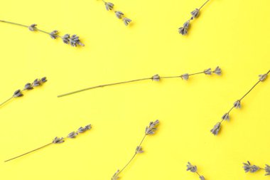 Sarı arkaplandaki lavanta çiçekleri düzdü.