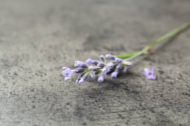 Gri masadaki güzel lavanta çiçeği, yakın plan.