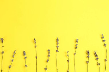 Sarı arka planda lavanta çiçekleri, düz bir zemin. Metin için boşluk