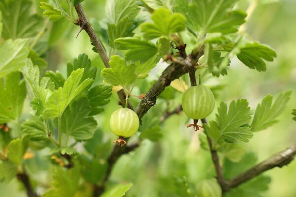 Bush with ripe gooseberries and leaves growing outdoors, closeup