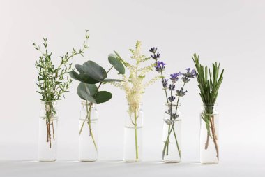 Açık gri arkaplan üzerinde farklı bitkiler bulunan temel yağlar