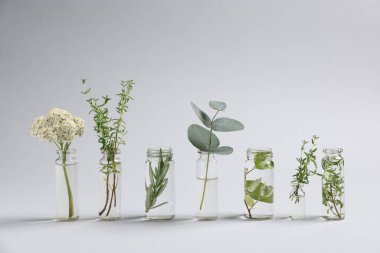 Açık gri arkaplan üzerinde farklı bitkiler bulunan temel yağlar