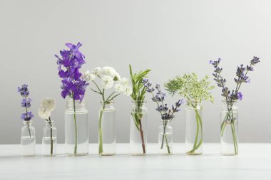 Cam şişelerdeki farklı bitkiler açık gri arka plana karşı beyaz masada gerekli yağlar.