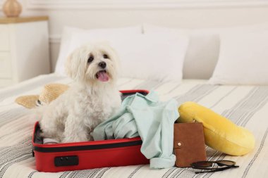 Evcil hayvan oteli. Bavulda sevimli bir Maltese köpeği ve yatağında kişisel eşyaları var.