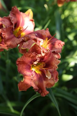 Açık havada güzel mercan zambakları, yakın çekim manzarası.