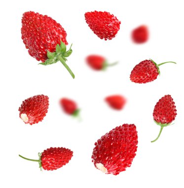 Taze olgun yabani çilekler beyaz arka planda