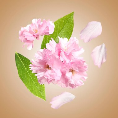 Havadaki güzel pembe çiçekler ve taç yaprakları koyu bej arka planda. Bahar çiçekleri