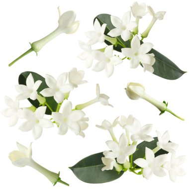 yasemin çiçekleri ve yapraklar beyaz üzerine izole edilmiş, set