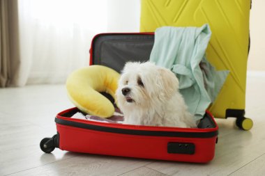 Evcil hayvan oteli. Bavulda şirin bir Maltese köpeği ve yerde kişisel eşyaları var.