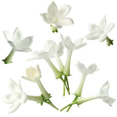 Küçük yasemin çiçekleri beyaza saçılmış.