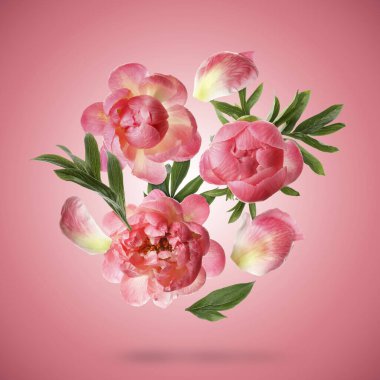 Güzel şakayık çiçekleri ve taç yaprakları pembe arka plana düşüyor.