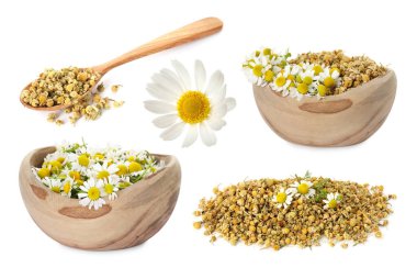 Kurumuş ve taze papatya çiçekleri beyaz sette izole edilmiş.