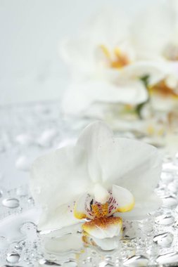 Güzel orkide çiçekleri ve su damlaları ayna yüzeyine, yakın çekim