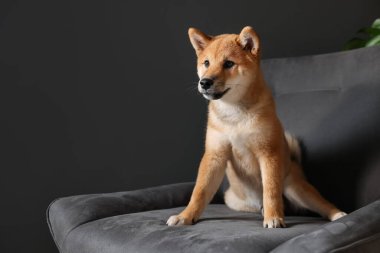Şirin Shiba Inu köpek yavrusu evde koltukta, mesaj için yer var.