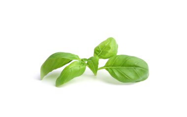 Taze yeşil fesleğen dalı beyaza izole edilmiş.