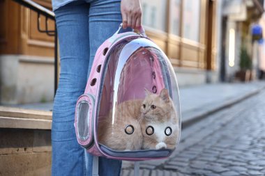 Sırt çantalı kedisi olan bir kadın. Şehir caddesinde, yakın plan.