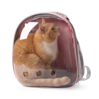 Beyaz arka planda, sırt çantalı şirin kedi.