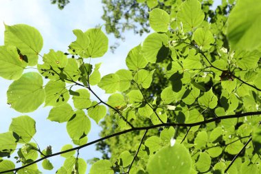 Mavi gökyüzünün altında büyüyen yeşil yaprakları olan güzel bir ağaç.