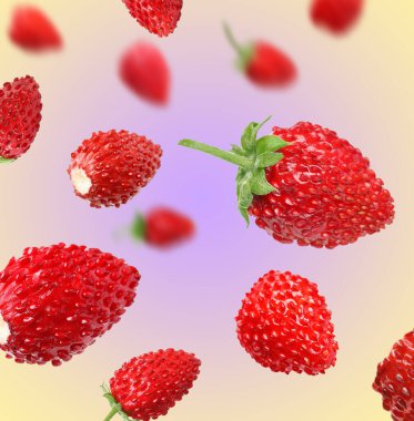 Taze olgun yabani çilekler, renk değişimine karşı.