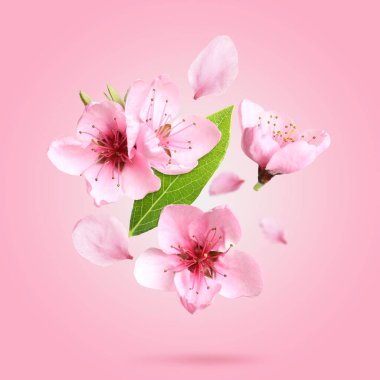 Pembe arka plana düşen güzel çiçekler ve taç yaprakları. Bahar çiçekleri