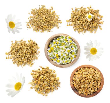 Kurumuş ve taze papatya çiçekleri beyaz sette izole edilmiş.