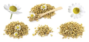 Kurumuş ve taze papatya çiçekleri beyaz sette izole edilmiş.