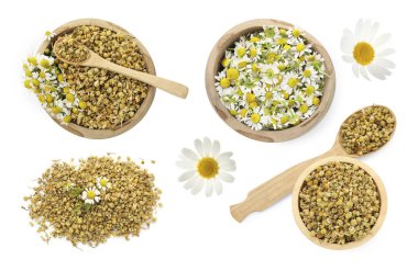 Kurumuş ve taze papatya çiçekleri beyaz sette izole edilmiş.