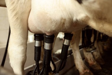 Süt çiftliğinde otomatik sağma makinesi ineği, yakın çekim