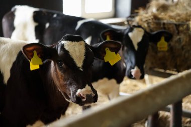 Süt çiftliğindeki ahırın içinde çitin yanındaki şirin buzağılar.
