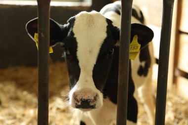 Süt çiftliğindeki ahırda şirin bir buzağı.