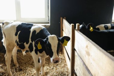 Süt çiftliğindeki ahırın içinde şirin buzağılar.