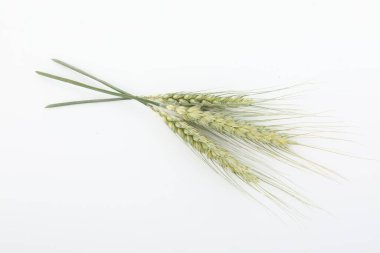 Beyaz arka planda birçok yeşil buğday başakları, üst görünüm